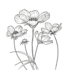 three flowers are shown in this black and white drawing royalty illustration stock photo - image