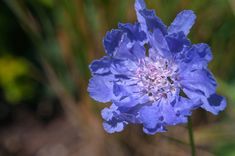 a blue flower is blooming in the grass