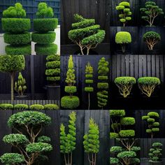 many different types of trees and shrubs in various stages of growth, from top to bottom