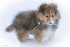 a small brown and white dog standing in the snow with a flower in it's mouth