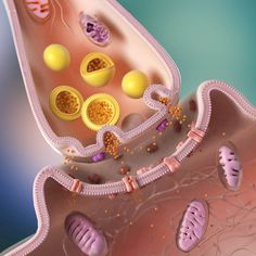 an animal cell is shown in this illustration