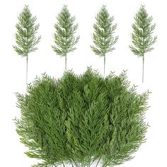 four different types of green plants on a white background