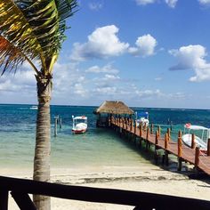 a pier with boats on the water and a palm tree