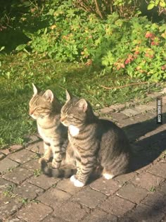 two cats sitting next to each other on a brick walkway in front of some bushes