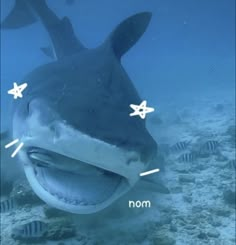 an image of a shark with its mouth open