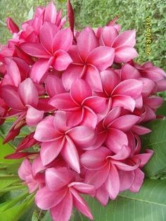 pink flowers are blooming on the tree in the garden and green leaves around them