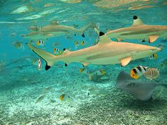 a large group of fish swimming in the ocean