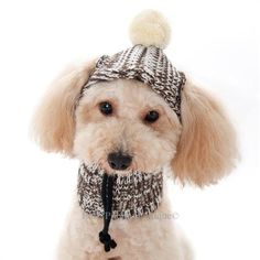 a white poodle wearing a scarf and hat with a ball on it's head