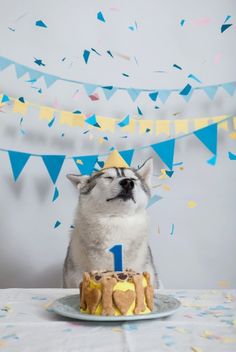 a husky dog sitting in front of a birthday cake