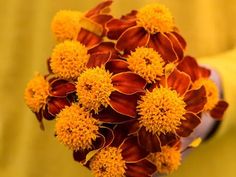 a bouquet of yellow and red flowers in someone's hand on a yellow background