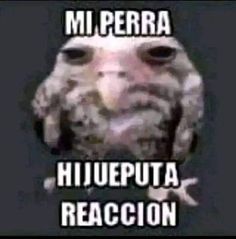 an owl with the caption mi pera hijeputa reaccion