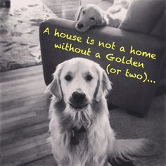 a dog is sitting on the floor in front of a sign that says, a house is not a home without a golden retriever for two