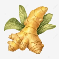 ginger drawing isolated isolated healthy food png Ginger Botanical Illustration, Ginger Clipart, Ginger Drawing, Ginger Cartoon, Ginger Image, Ginger Art, Ginger Picture, Ayurvedic Plants, Bottle Photography