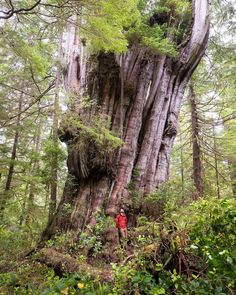 a person standing next to a large tree in the middle of a lush green forest