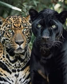 two black and one brown cheetah standing next to each other in front of trees