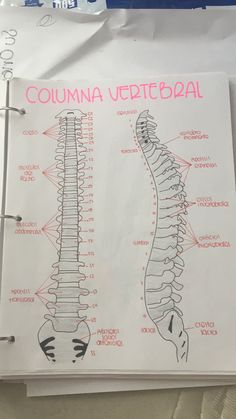 a diagram of the back and neck of a woman's skeleton, with labels on it