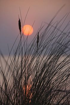 the sun is setting behind some tall grass