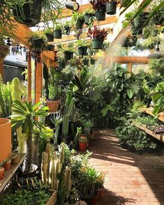 many potted plants are hanging from the ceiling in an indoor garden area with brick walkway