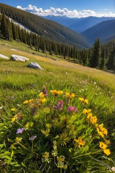 Discover the breathtaking beauty of the Bighorn Mountains. Clouds cast moving shadows across alpine meadows, while the thin atmosphere creates stunning sunsets. Explore the high-alpine environment surrounding the Medicine Wheel, including hot springs and a unique valley ecosystem. #MedicineWheel #Wyoming #HighAlpine Wyoming Mountains, Painting The Sky, Chasing Sunsets, Medicine Wheel, High Altitude, Flora And Fauna, Stunning View, Hot Springs, Light And Shadow