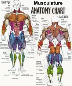 an image of the muscles and their functions in human body diagram with caption below