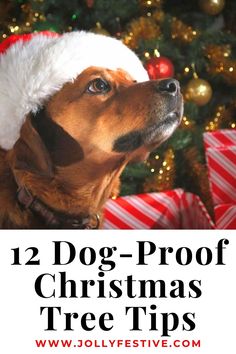 Want to include your four-legged friend in your festive fun? 🎅 Look no further! Discover our top 12 dog-proof Christmas tree ideas to keep your furry friend safe and your holiday spirit intact. Get inspired and start decorating today! 🐶🎄 Dog Proof Christmas Tree Ideas, Dog Proof Christmas Tree, Christmas Tree Chocolates, Fun Christmas Activities, Wall Christmas Tree, Christmas Tree Decorating, Alternative Christmas Tree, Real Christmas Tree, Tree Decorating