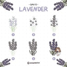 lavender flowers with their names in english