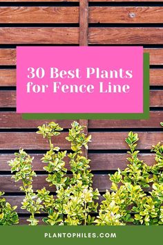 plants with the words 30 best plants for fence line in front of wooden slats