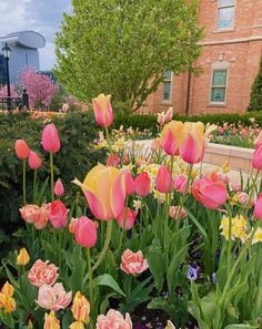 pink and yellow tulips are blooming in the flower garden near a brick building