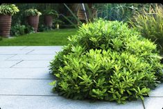 a green bush sitting on top of a sidewalk