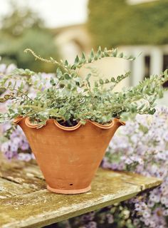 a potted plant sitting on top of a wooden table in front of purple flowers