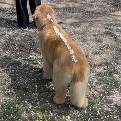 a brown dog standing on top of a grass covered field