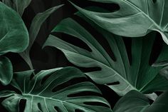 some green leaves are in the dark and black background for wallpaper or fabric design