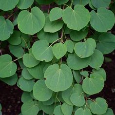 green leaves growing on the side of a tree