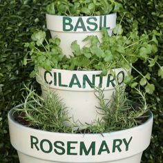 three white planters with herbs growing in them