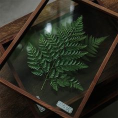 a glass display case with a fern leaf on it's side and another green plant in the middle