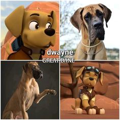 four different pictures of dogs with captions that say, dwayne and great dane