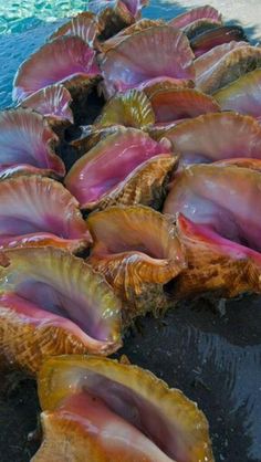 many pink and yellow seashells are lined up on the beach