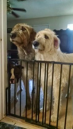 two dogs are standing behind a gate looking in the mirror