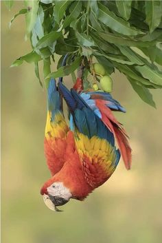 a colorful bird hanging from a tree branch with fruit on it's back end