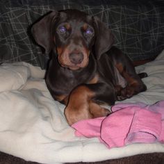 a black and brown dog laying on top of a bed next to a pink blanket