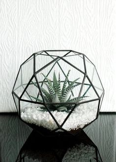 a plant in a glass vase sitting on top of a wooden table next to a white wall