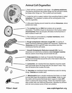 an animal cell diagram with all the parts labeled in it's description and description