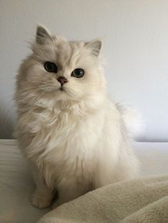 a fluffy white cat sitting on top of a bed