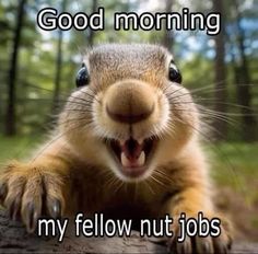 a squirrel with its mouth open and the words good morning my fellow nut jobs