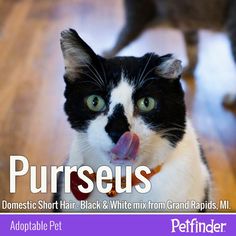 a black and white cat sticking its tongue out with the words purrseus above it