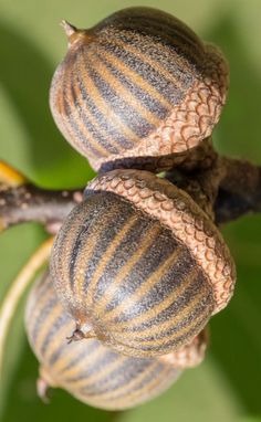 two snails are sitting on top of each other