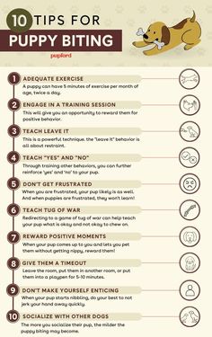 10 tips for puppy biting Stop Puppy Biting, New Puppy Checklist, Train A Dog, Dog Behavior Training, Puppy Mom, Puppies Tips, Puppy Biting, Puppy Training Tips