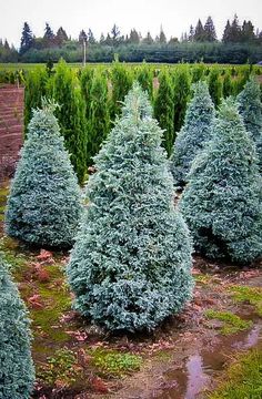 rows of blue christmas trees in a field