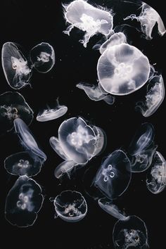 many jellyfish are swimming in the water