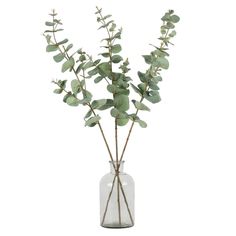 a glass vase filled with green leaves and twigs on a white background, for decoration